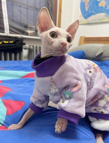 سترة Sphynx Cat ذات 4 أرجل دافئة بياقة مدورة، ملابس سميكة ناعمة من الصوف على الوجهين للقطط، ملابس شتوية للقطط والكلاب الصغيرة، Pjs للقطط والجرو (أرجواني (4 أرجل)، L (5-6.5 رطل)) in Saudi Arabia