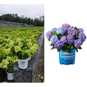 Proven Winners - Hydrangea pan. 'Limelight' (Panicle Hydrangea) Shrub, white/lime to pink flowers, #2 - Size Container