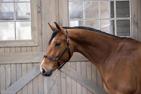 Gatsby Adj Turnout Leather Halter No Snap in Kuwait