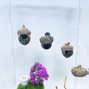 Jumping Spider Hide,Jumping Spider Hideaway Made from Real Acorns |,Handmade Magnetic Spider Cave, Ideal Habitat Accessory for Small Animals,Natural Decoration for Enclosure .3 Pack (Round Acorn)