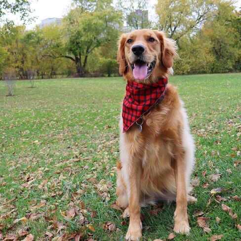 CROWNED BEAUTY Christmas Dog Bandanas Reversible Large 2 Pack, Holiday Blooms Set, Plaid Adjustable Triangle Holiday Scarves for Medium Large Extra Large Dogs Boy Girl Pets DB144-L in Saudi Arabia