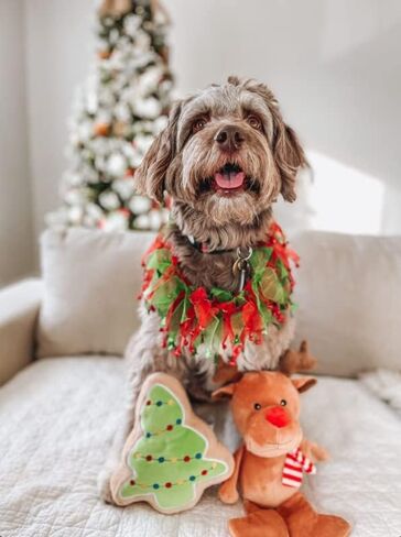 Midlee Christmas Sugar Cookie Plush Dog Toy (Christmas Tree, Large)- Squeaky Holiday Pet Gift Toy in Saudi Arabia
