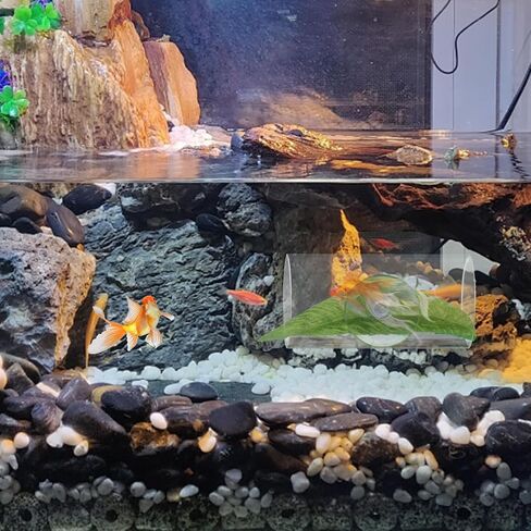 WishLotus Betta Fish Tube Tunnel, Transparent Acrylic Betta Fish Accessories with Suction Cups, Betta Fish Toys Hideout Tube for Small Fish Shrimp (Transparent) in Kuwait