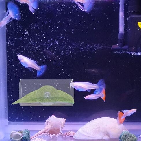 WishLotus Betta Fish Tube Tunnel, Transparent Acrylic Betta Fish Accessories with Suction Cups, Betta Fish Toys Hideout Tube for Small Fish Shrimp (Transparent) in Kuwait