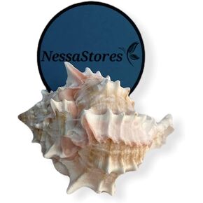 Pink Murex Phyllonotus erythrostomu Hermit Crab Sea Shell 3" - 3 1/2" #JC-040 (4 pcs)