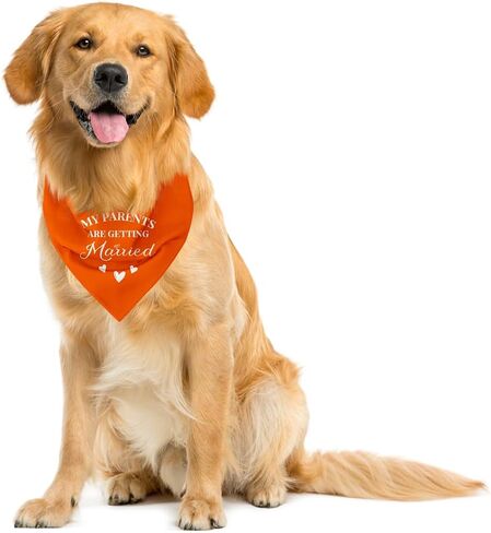 My Parents are Getting Married Dog Bandana, Wedding Dog, Wedding Dog Outfit, Engagement Gift, Wedding Dog Bandana, Engagement Decorations, Engagement Photo Props for Dogs (C10) in Kuwait
