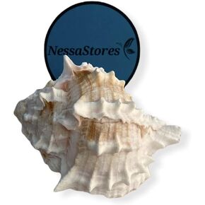 Pink Murex Phyllonotus erythrostomu Hermit Crab Sea Shell 3 1/2" - 4" #JC-041 (3 pcs)