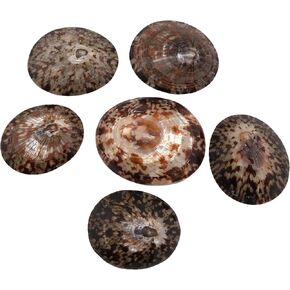 MMvolesy Pearlized Gold Mouth Turbo Hermit Crab Sea Shells for DIY Hermit Crab House Home Decor 1-1/2Inch-2Inch 5Pc