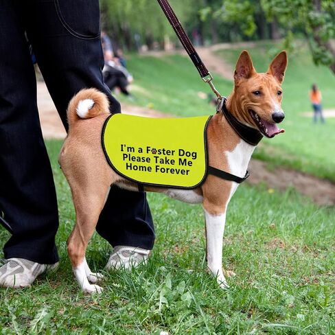 سترة Foster Dog سترة يرجى خذني إلى المنزل للأبد، صدرية تحمل شعار اعتماد الكلاب (خذني إلى المنزل للأبد - متوسط) in Kuwait