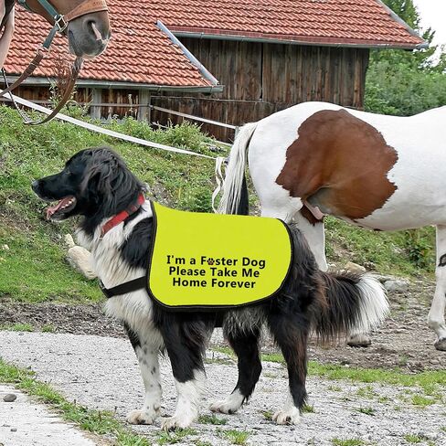 سترة Foster Dog سترة يرجى خذني إلى المنزل للأبد، صدرية تحمل شعار اعتماد الكلاب (خذني إلى المنزل للأبد - متوسط) in Kuwait