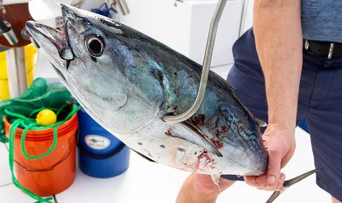 Extendable Aluminum Fish Gaff Hook with Sharp Stainless Steel Fishing Spear Hook Holder in Kuwait