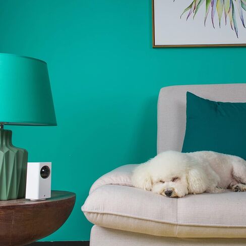 كاميرا مراقبة الحيوانات الأليفة من WYZE Cam Pan 1080p/إمالة/تكبير/تصغير داخلية لمراقبة الحيوانات الأليفة للكلاب والقطط مع بطاقة MicroSD سعة 32 جيجابايت من WYZE فئة 10 in Kuwait