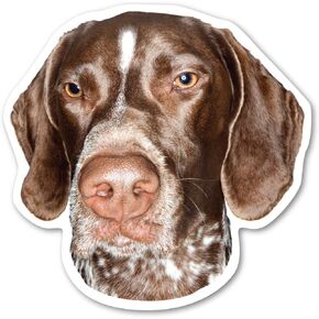 German Shorthaired Pointer Dog Magnet is 4.875" x 4.875" Made for Vehicles and Refrigerators