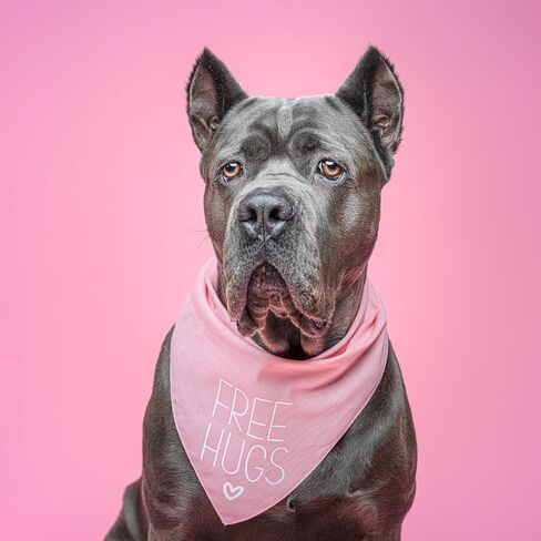 Free Hugs Valentine's Day Dog Bandana (Red, OS 379) in Saudi Arabia