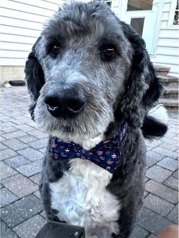 Lionheart glory Dog Collar, Blue Dog Bow Collar Boy Dog Collars with Bow Adjustable Dinosaur Bowtie Collar for Large Dogs Pet Gift in Kuwait