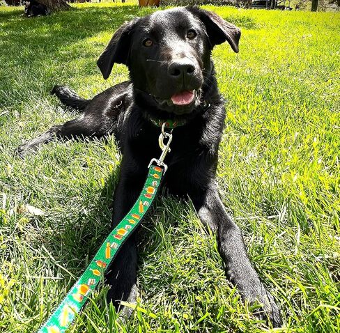 Heavy Duty Bourbon Dog Leash 6 ft - Bourbon Glasses and Bottles Pet Leashes Come in Different Sizes for Pets (Small Leash 6 Foot, 3/4 inch) in Saudi Arabia