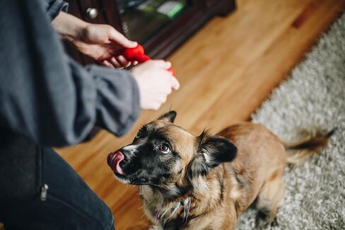 Little Bone Chew Toy for Small Dogs, Aggressive Chewers, Safe for Teeth and Gums, Made in USA from Durable, Non-Toxic FLEXAPure, Free from Rubber and Latex, Pet Safe, BPA Free, Blue in Saudi Arabia