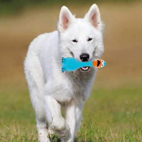 Ipetboom لعبة صراخ الدجاج المطاطية الزرقاء لعبة الكلب اللاتكس لعبة تدريب المضغ مزحة لعبة جديدة صانع ضوضاء الدجاج للكلاب المتوسطة والصغيرة in Kuwait