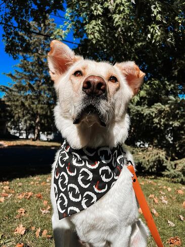 Halloween Dog Bandanas 2 Pack, Vampire Teeth Blood Bibs, Triangle Reversible Pirate Skull Pet Scarf, Adjustable Fit (Teeth and Skull, One Size) in Saudi Arabia