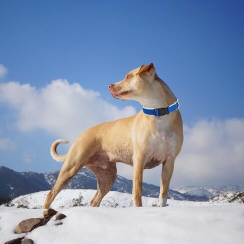 Hemp Dog Collar with Fleece Padded Soft Warm Furry Dog Collars for Small Medium Large Dogs,Blue,Large in Saudi Arabia