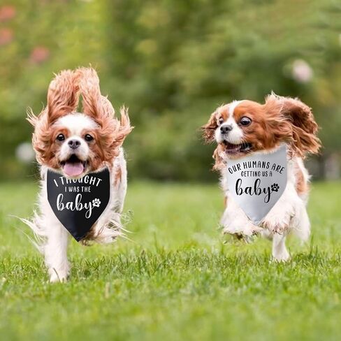 Our Humans are Getting us a Baby Dog Bandana Dog Pregnancy Announcement Dog Scarf Accessories Gender Reveal Dog Bandana Baby Announcement Photo Props for Large Medium Small Dogs 2 Packs in Saudi Arabia