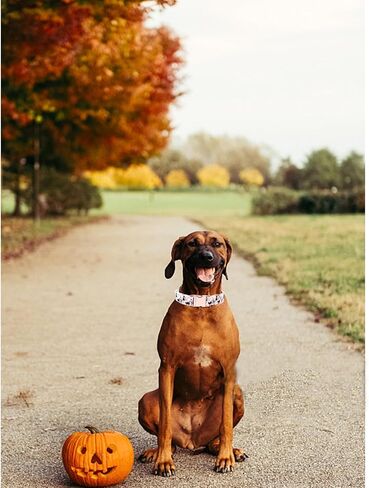 Dog Collars, Plaid Print Pet Collar Durable Metal Collar Soft Girl Boy Dog Collars Adjustable Dog Collar for Large Dogs in Kuwait