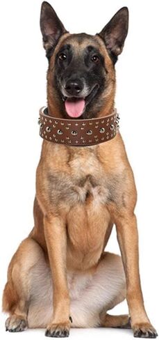 Spiked Studded Dog Collar, Mushrooms Rivets, Studded Leather, Medium & Large Dogs, Pitbull, Boxer, German Shepherd, Adjustable (L, Gold) in Kuwait