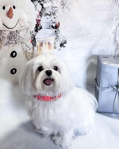 Christmas Dog Collar for Large Dogs, 2 Pack Winter Dog Collar, Cute Penguin and Christmas Bus Dog Collars for Boy Girl Dogs Christmas in Kuwait