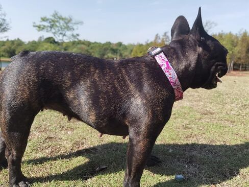 Dog Collar for Small Medium Large Dogs, Cute Girl Dog Pet Collar Soft Adjustable Fancy Floral Girl Puppy Dog Collars Walking Running Training (M, Black) in Saudi Arabia