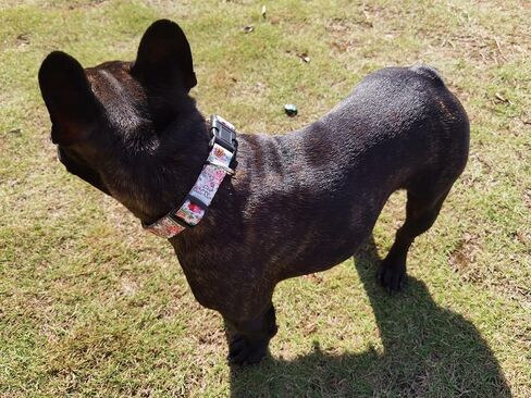 Dog Collar for Small Medium Large Dogs, Cute Girl Dog Pet Collar Soft Adjustable Fancy Floral Girl Puppy Dog Collars Walking Running Training (M, Black) in Saudi Arabia