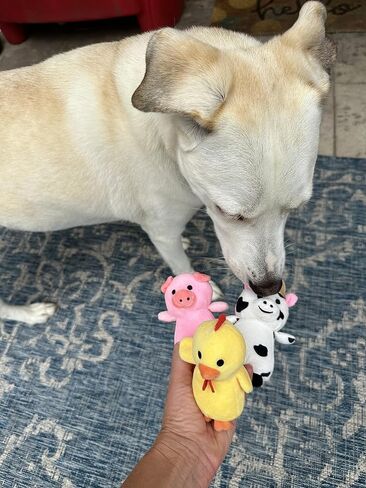 Hide and Seek Farm Animals in a Barn, Barnyard Animals That Squeak (3 Pack Animals (Pig, Cow, Chicken)) in Kuwait
