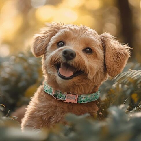 QQPETS Reflective Dog Collar with Metal Buckle Adjustable Nylon Collars Gift for Small Medium Large Boys Girls Dogs in Saudi Arabia