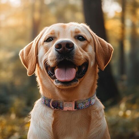 QQPETS Reflective Dog Collar with Metal Buckle Adjustable Nylon Collars Gift for Small Medium Large Boys Girls Dogs in Saudi Arabia