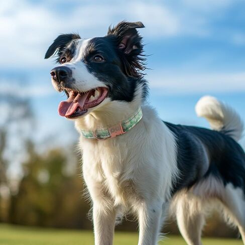 QQPETS Reflective Dog Collar with Metal Buckle Adjustable Nylon Collars Gift for Small Medium Large Boys Girls Dogs in Kuwait