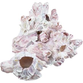 Barnacle Cluster 7-9 | Aquarium & Terrarium Ornament Piece for Decoration | Natural Purple Barnacle Cluster for Craft and Decor
