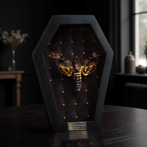 Real Clear Wings Dragonfly White Framed Insect Dried Bug Beetle Shadow Box Wooden Frame Taxidermy Specimen Room Display Wall Hanging Home Decor K12-83-TR in Saudi Arabia