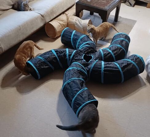 Cat Tunnels, Pet Ferret Rabbit Bunny Tunnels Tubes Subway Habitats, S-Style, DIY Cat Peekaboo Maze House Tent Bed, Kitten Interactive Toy (YY Type Tubes) in Kuwait