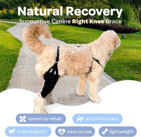 لابرا دوج كانين ركبة التفاف، دعامة دعم مرنة مفصلية جبيرة معدنية لـ K9 ACL، CCL، الرضفة المترفة، التواء الرباط الصليبي في الظهر، الخلفي، الساق الخلفية (كبير جدًا - 75-100 رطل) in Kuwait