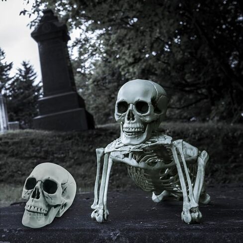 رأس جمجمة كبير لديكور الهالوين، رأس هيكل عظمي بشري، ديكور جمجمة بلاستيكي 1:1، نموذج طبق الأصل لعظم الرأس، نموذج رأس بشري واقعي لحفلات الهالوين، ديكور منزلي، مقبرة مخيف، 7.9 × 5.9 بوصة in Kuwait