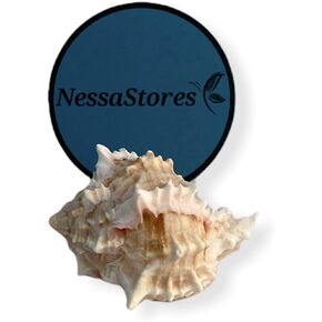 Pink Murex Phyllonotus erythrostomu Hermit Crab Sea Shell 2" - 3" #JC-039 (6 pcs)