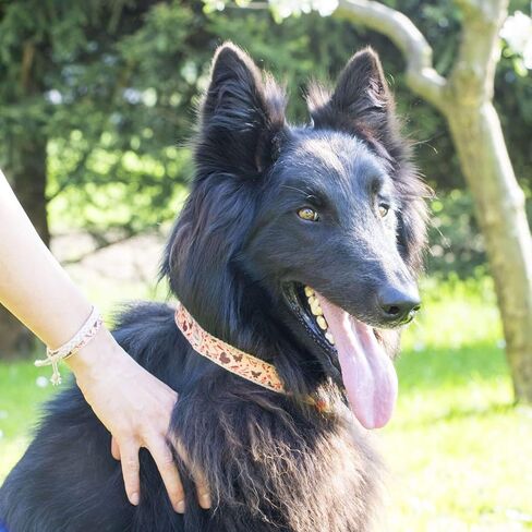 Pettsie Matching Dog Collar and Owner Friendship Bracelet, Adjustable Size Small and Medium, Durable, Pet-Friendly Hemp with Fancy Pattern, Comfortable, Strong, Carton Box, M, Red in Saudi Arabia