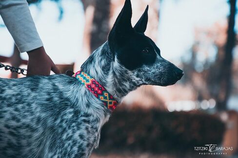 XUXO Dog Collar, Vegan Leather, Handmade, Durable, Valladolid, M in Saudi Arabia