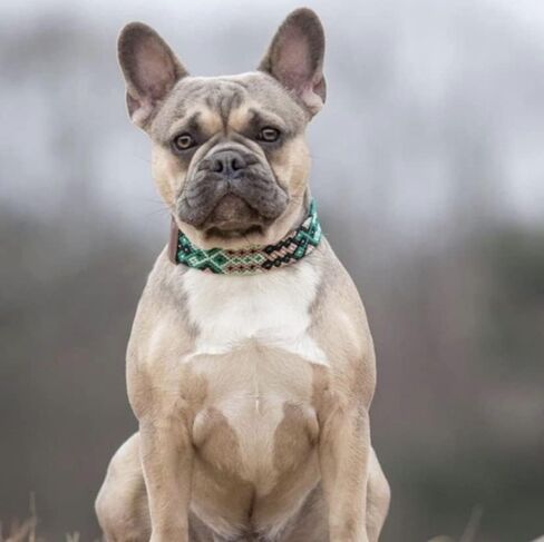 XUXO Dog Collar, Vegan Leather, Handmade, Durable, Valladolid, M in Saudi Arabia
