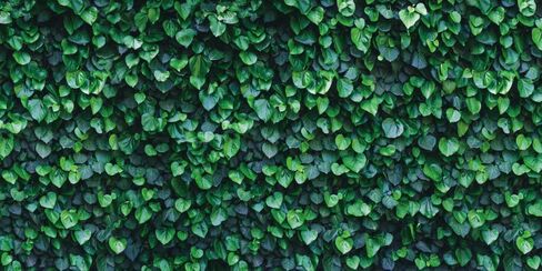 YongFoto Reptile Terrarium Background 72x24 inch Reptile Tank Background Botanical Plant Green Leaves Vine Wall Reptile Habitat Background Bearded Dragon Fish Tank Aquarium Background Backdrop in Kuwait