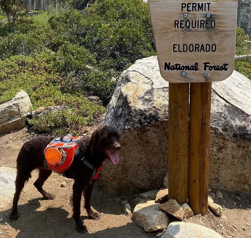 Saddlebag Back Pack & Harness Combo for Dogs 30-100+ lbs. Perfect for Travel, Trail Hiking, & Camping. Reflective, Lightweight, & Comfortable. Comes with Two Collapsible Bowls (Medium, Blue) in Saudi Arabia