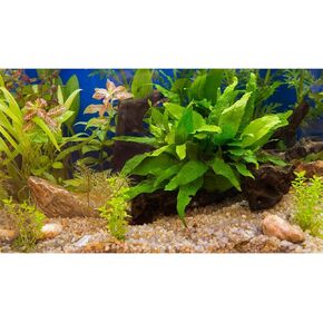 Aquarium Backdrop Underwater Grass Leaves Pebble Aquarium Background Vivid and Fresh Green Aquatic Plant Stone River Bed Fish Dead Wood Leaves Tank Background Decors Vinyl 36x18in
