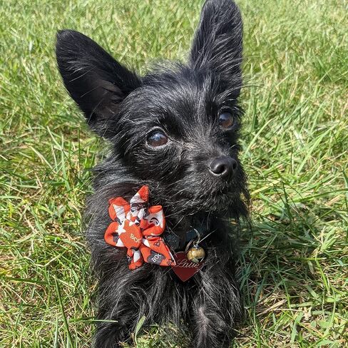Huxley & Kent Ghostbusters Large Halloween Collar Accessory for Dogs/Cats - Fun Pinwheel Collar Attachment - Cute, Comfortable Pet Accessory in Saudi Arabia