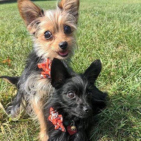 Huxley & Kent Ghostbusters Large Halloween Collar Accessory for Dogs/Cats - Fun Pinwheel Collar Attachment - Cute, Comfortable Pet Accessory in Saudi Arabia