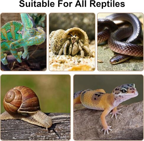 2pcs Hermit Crab Climbing Toys, Hanging Hermit Crab Rope Reptile Climbing Ladder Reptile Vines Toys Habitat Decor with 4 Hook Suction Cup for Lizards Geckos Snakes Tree Frog in Saudi Arabia