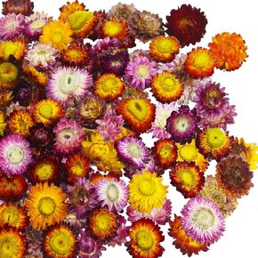 Dried Flowers Garland Real Daisy Sunflower Garlands 10.5ft 63 Pcs Natural Dried Daisy Flowers Heads Gerbera Daisies Dry Flower Arrangements for Wedding Boho Decor Home Party Wall Hanging